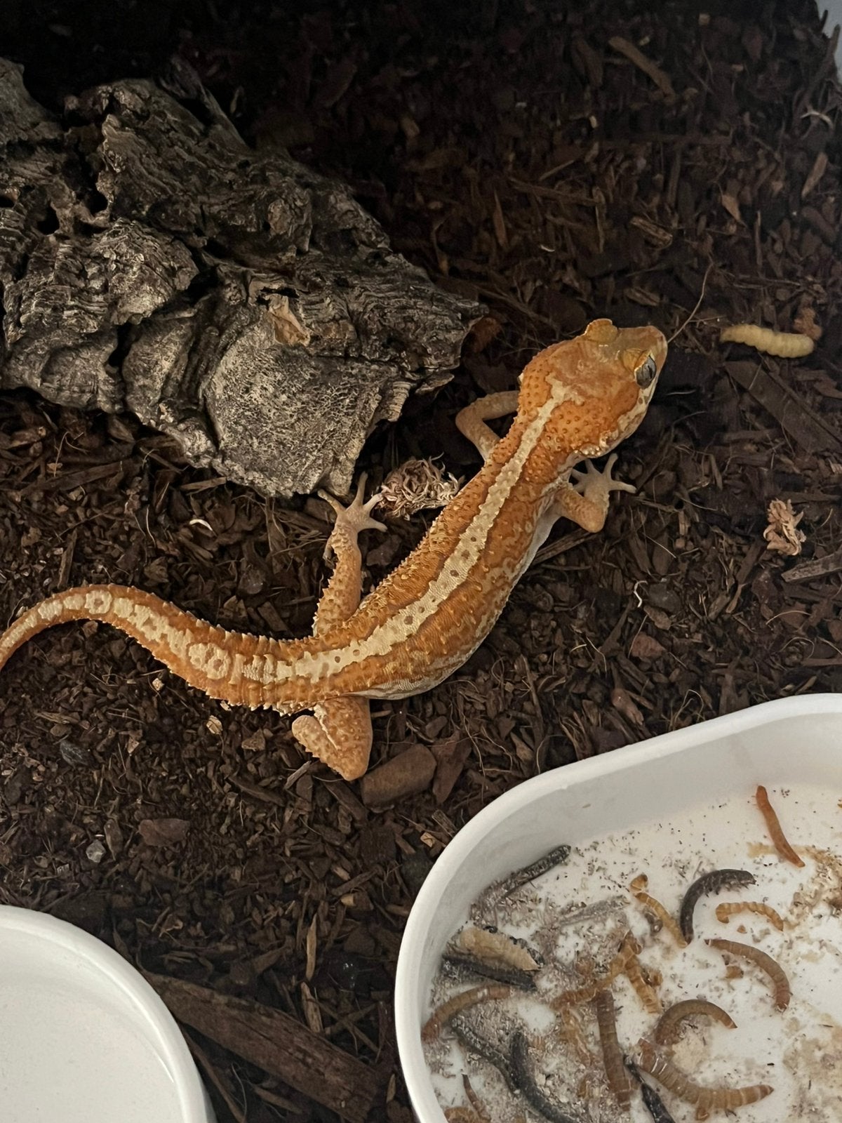 paroedura picta Man xanthic, Dieren en Toebehoren, Reptielen en Amfibieën, Hagedis, 3 tot 6 jaar