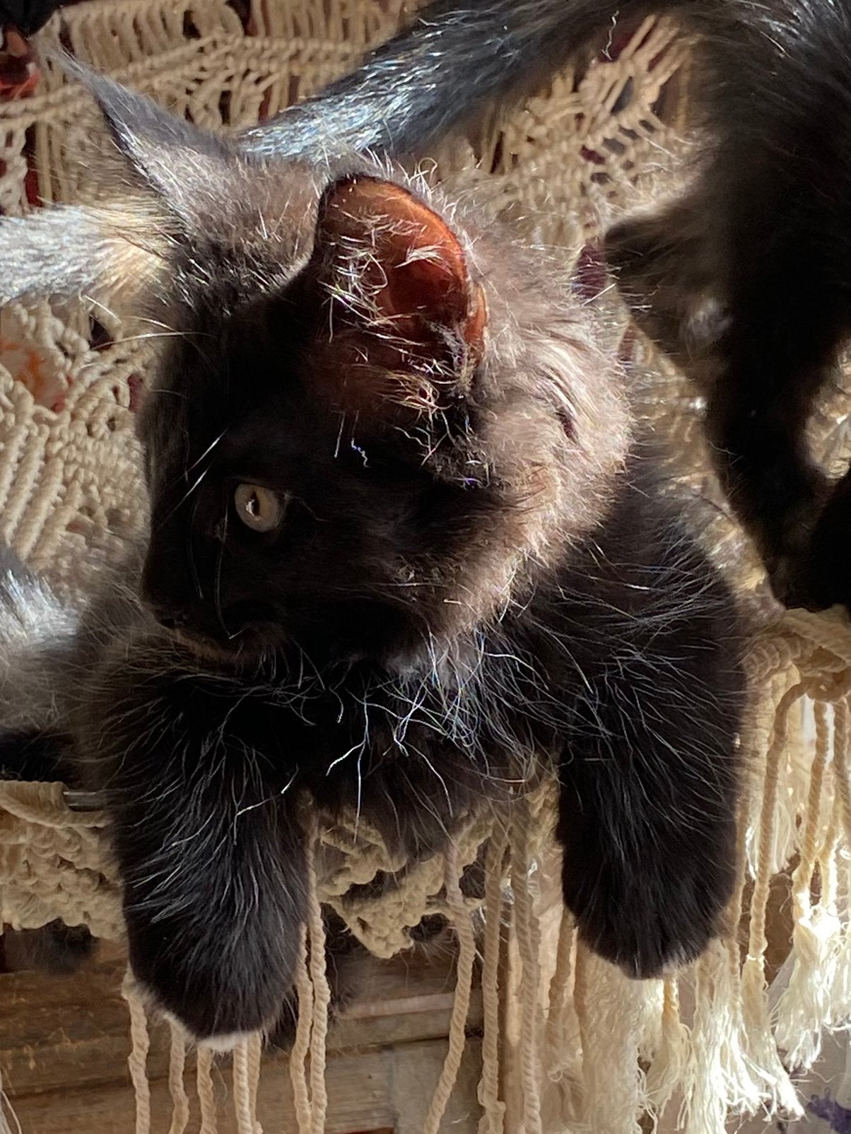 Nog 2 prachtige lieve MainCoon kittens, Dieren en Toebehoren, Meerdere dieren