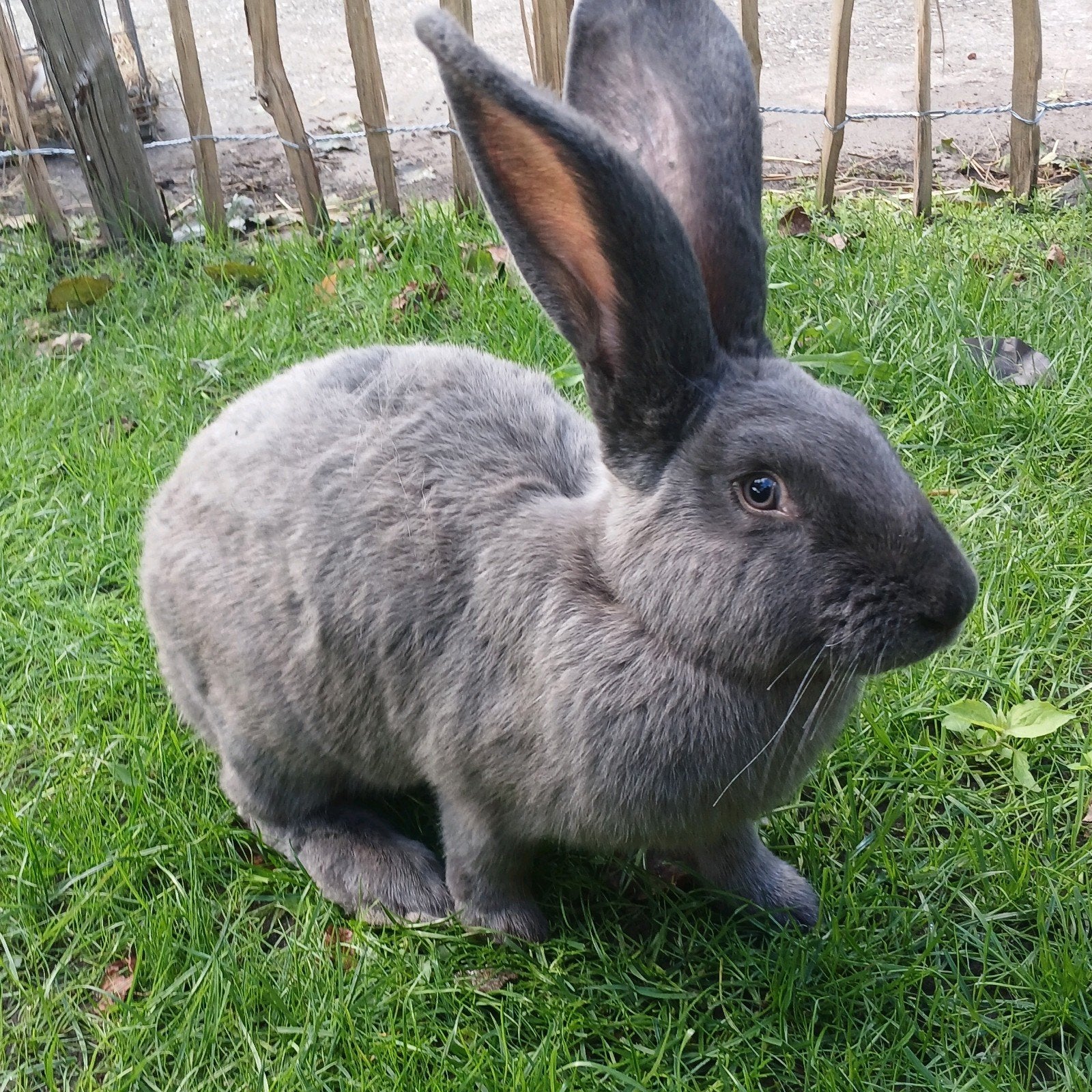 2 lotharing voedsters, Dieren en Toebehoren, Vrouwelijk, Groot, 0 tot 2 jaar