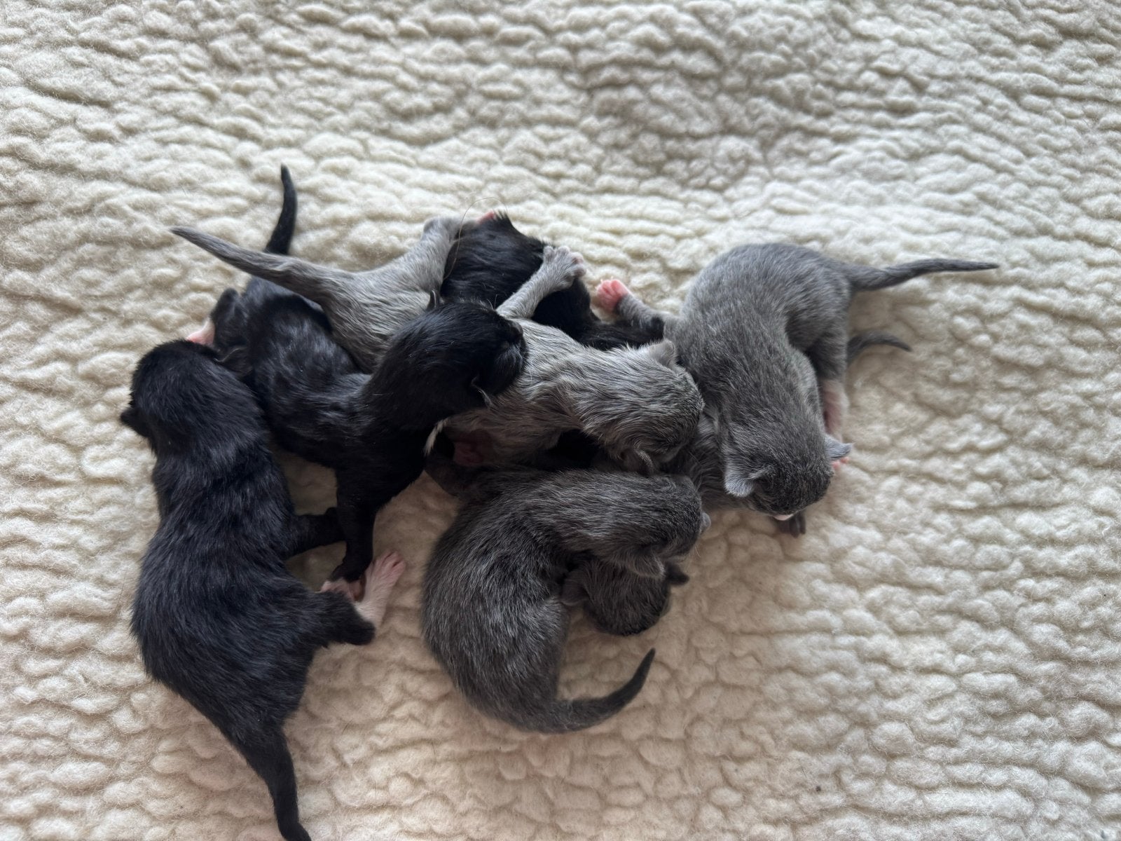 kittens ragdoll x europese korthaar, Meerdere dieren, Langharig, 0 tot 2 jaar