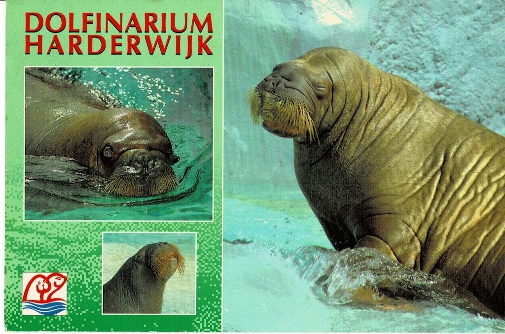 Harderwijk, Dolfinarium, Ophalen of Verzenden, 1960 tot 1980, Gelopen, Gelderland