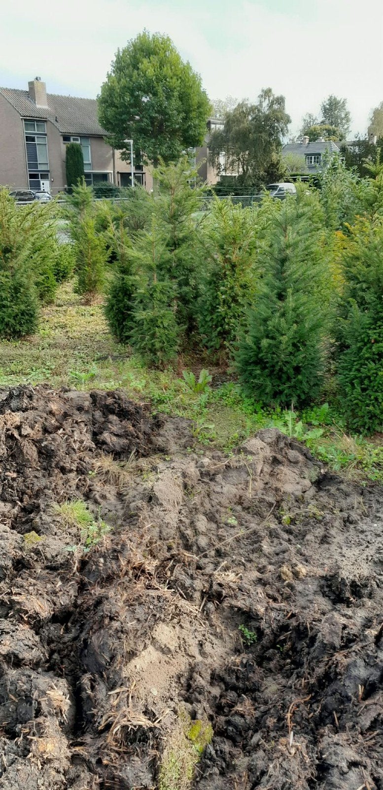 te koop taxus, Ophalen, Taxus