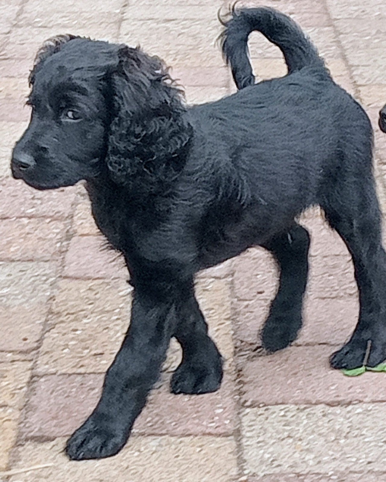 Nog een paar mooie, lieve, sociale multigen labradoodle pups, Overige rassen, 8 tot 15 weken, Parvo, Meerdere