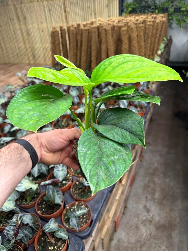 Monstera pinnatipartita - Pot 12cm, Huis en Inrichting, Kamerplanten, Ophalen of Verzenden, Halfschaduw, Minder dan 100 cm