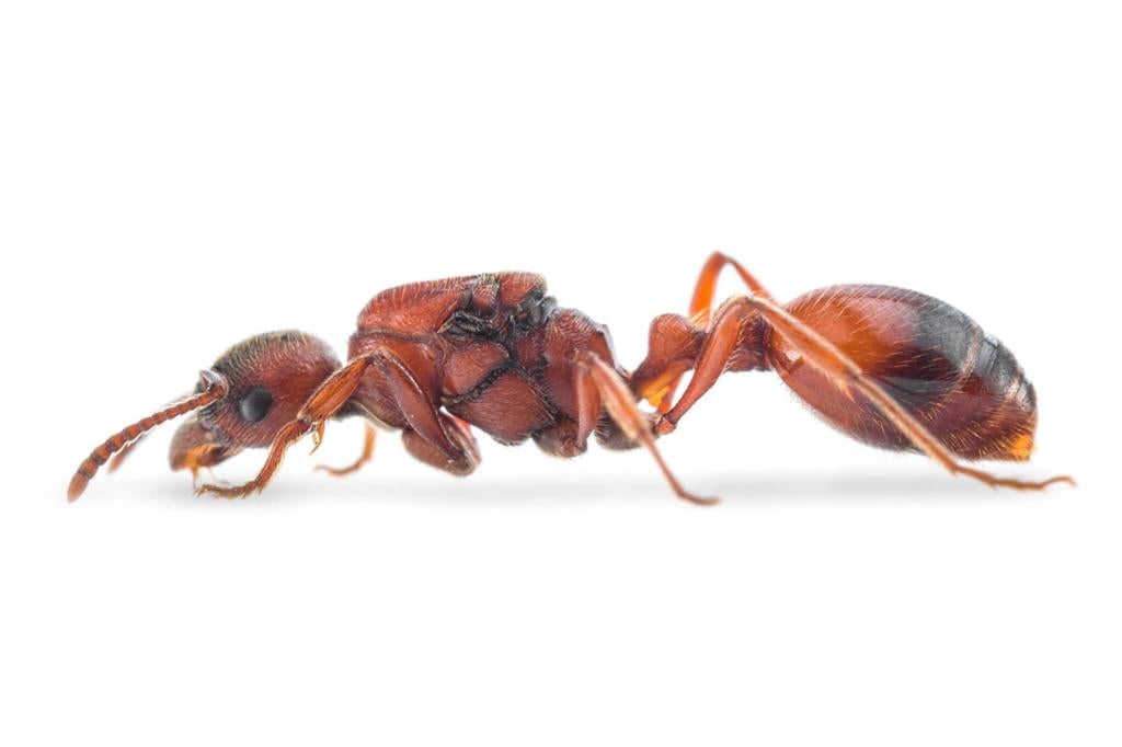 Manica rubida koninginnen, Mieren