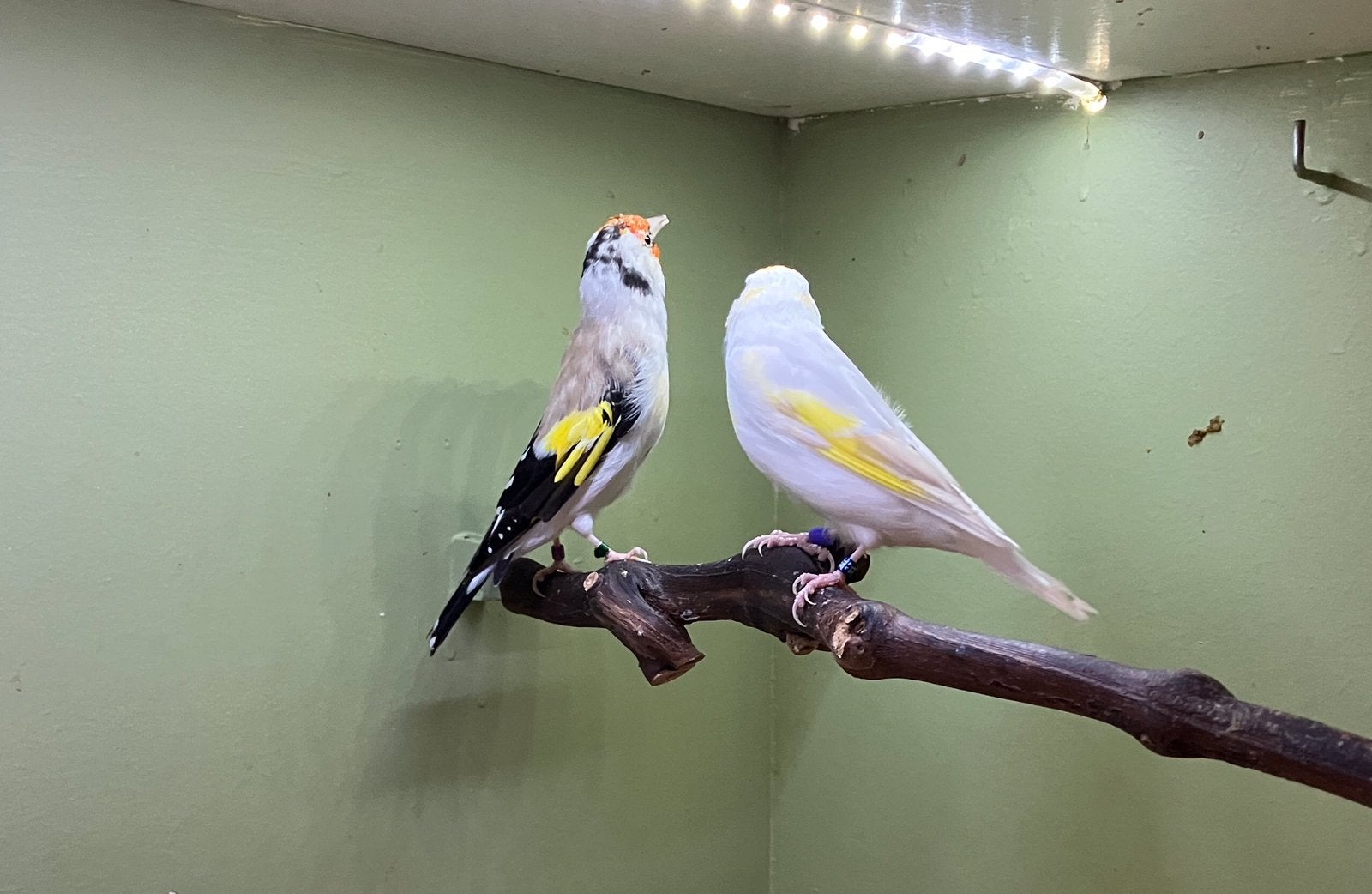 Kweekkoppels Satinet majoor putters, Dieren en Toebehoren, Meerdere dieren, Wildzangvogel, Geringd