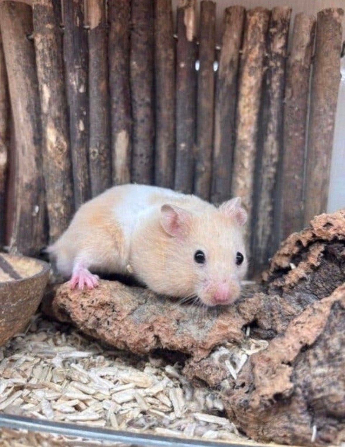 Jonge goudhamsters man, Dieren en Toebehoren, Knaagdieren, Hamster, April, Mannelijk, Tam