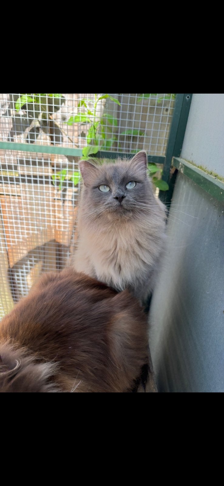 Ragdoll poes, Poes, Gechipt