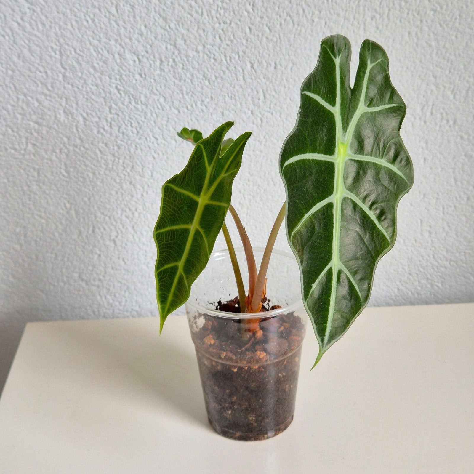 Alocasia 'Polly' / African Mask plant / Skeletplant, Overige soorten, In pot, Minder dan 100 cm, Groene kamerplant