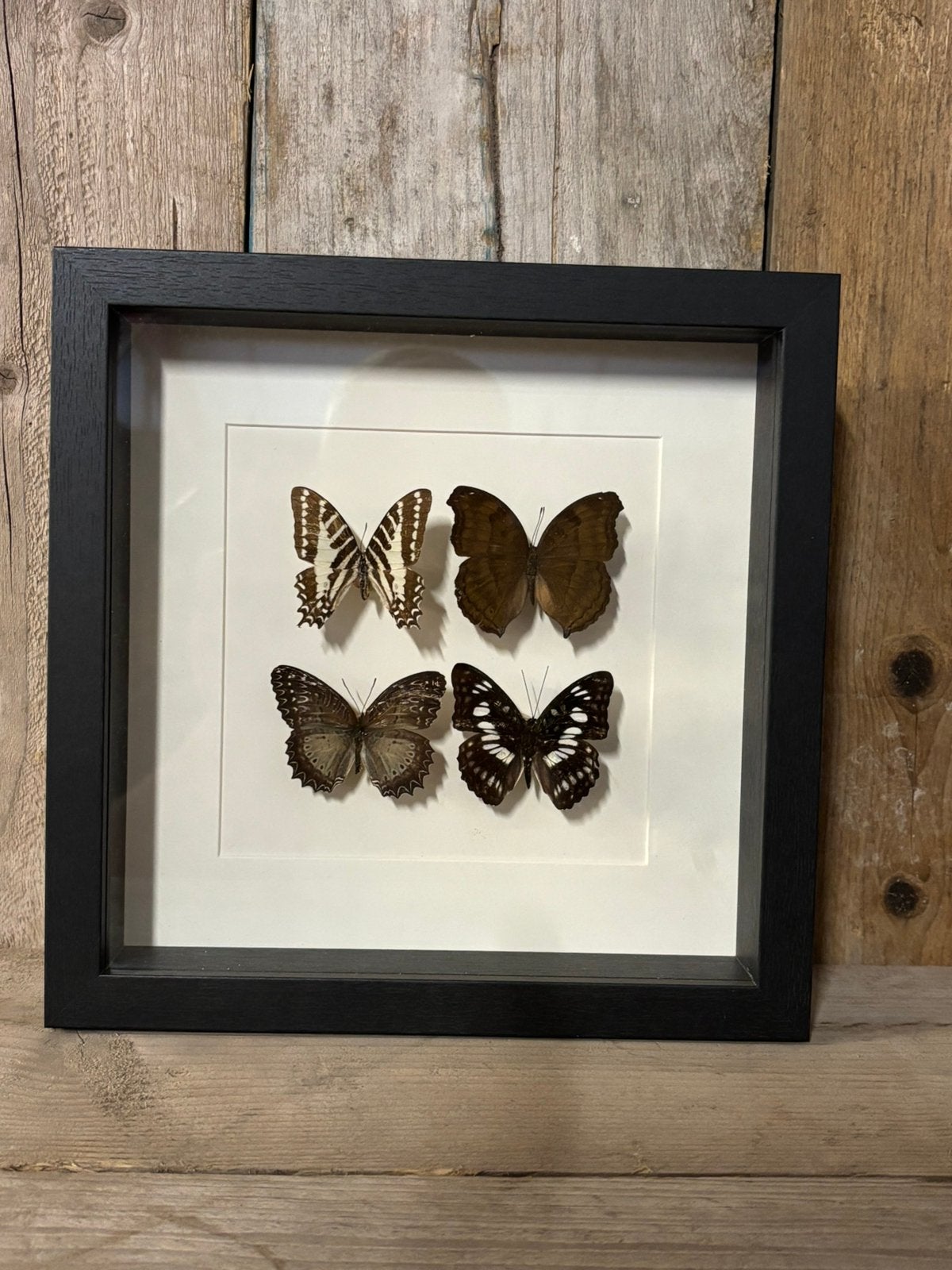 Mooie luxe lijst met 4 opgezette vlinders, Ophalen of Verzenden, Nieuw, Insect, Opgezet dier