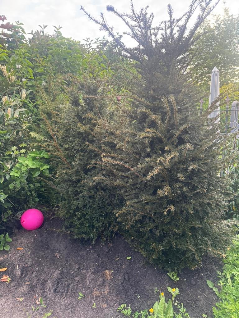 3 grote taxus struiken met kluit, Ophalen, Taxus
