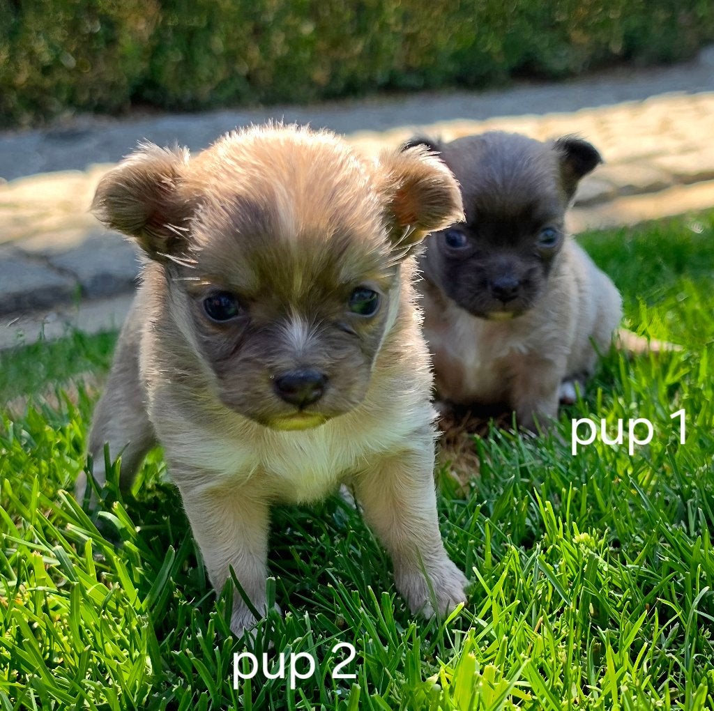 Chihuahua pups, Dieren en Toebehoren, Honden | Chihuahua's en Gezelschapshonden, België, Particulier, 8 tot 15 weken, Parvo