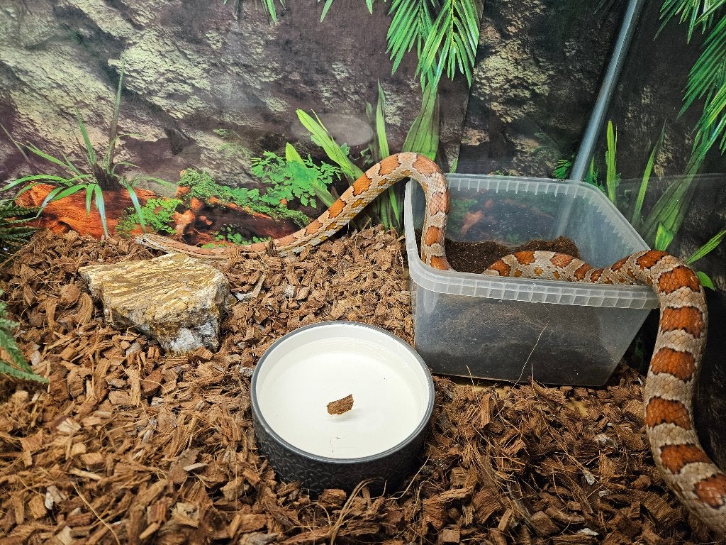 Pantherophis Guttatus Rattenslang Korenslang Corn Snake photo 2
