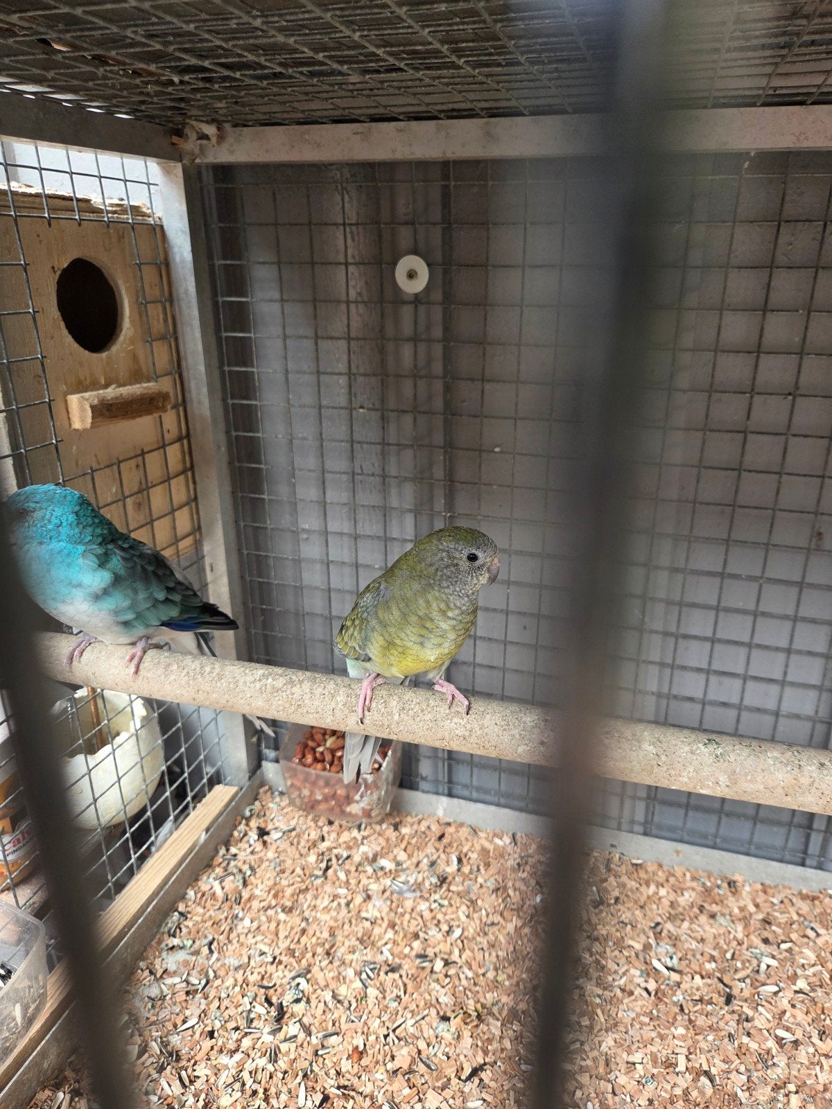 Roodrug parkiet koppel, Dieren en Toebehoren, Vogels | Parkieten en Papegaaien, Meerdere dieren, Parkiet