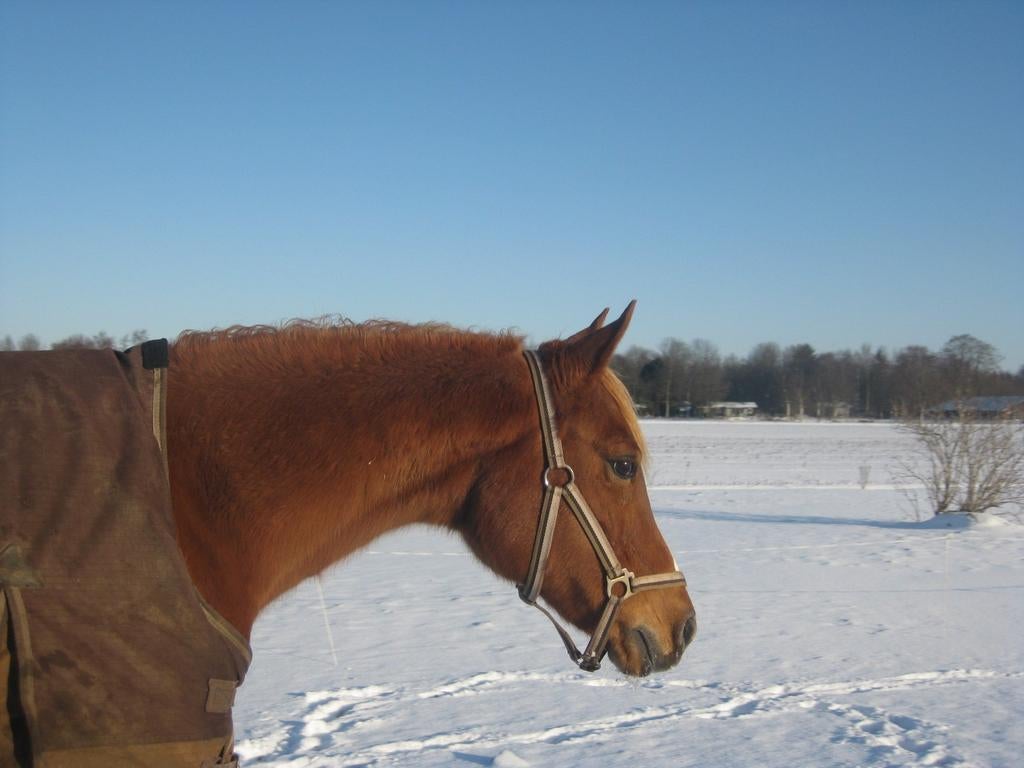 Schuur met wei te huur gevraagd, Weidegang, 4 paarden of pony's of meer