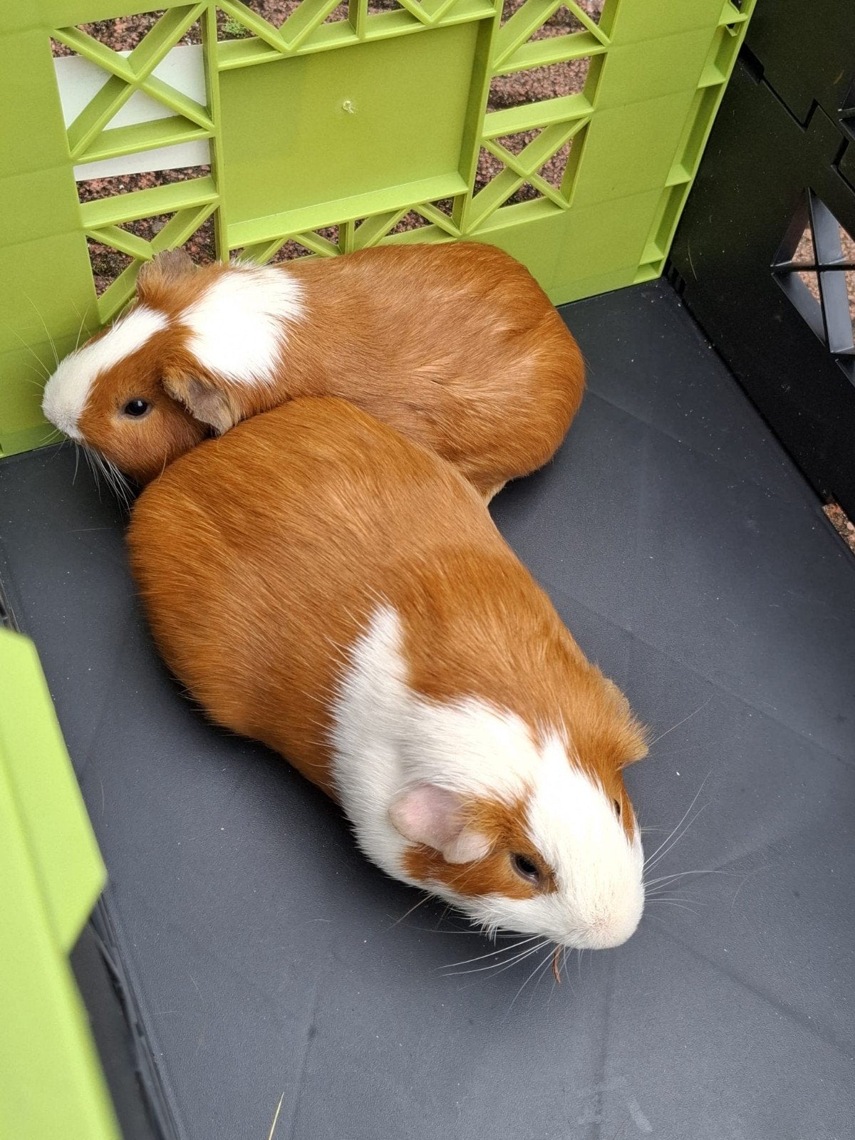 2 lieve cavia's van 6 maand oud.2 mannetjes., Dieren en Toebehoren, Knaagdieren, Cavia, Mannelijk, Januari, Tam