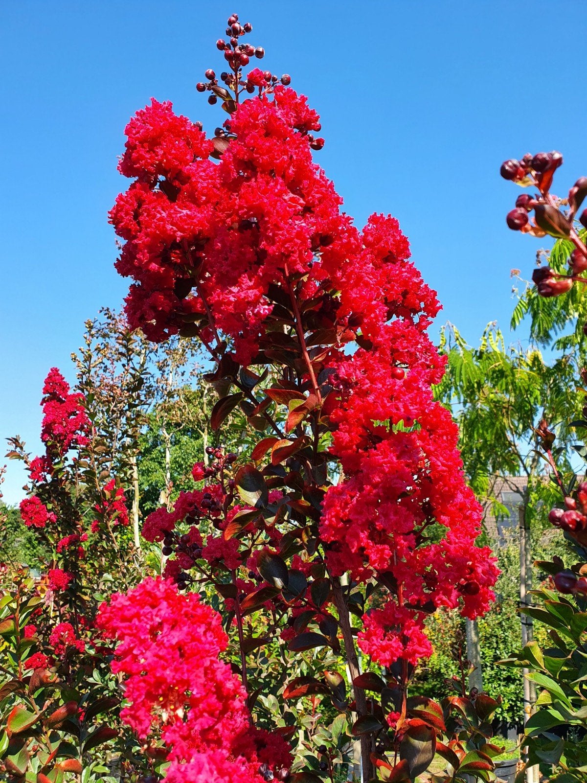 Lagerstroemia indica Dynamite / rode bloemen / hoogstam  ‼️, Tuin en Terras, Planten | Bomen, Zomer, 400 cm of meer, Ophalen, Volle zon