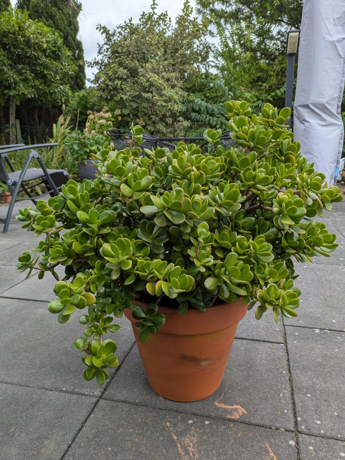 Crassula Ovata (geldplant) in terracotta pot., Tuin en Terras, Planten | Tuinplanten, Ophalen, Overige soorten, Volle zon