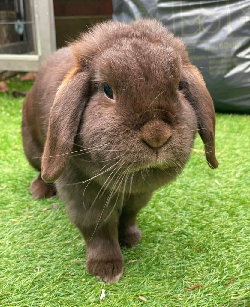 Een heel lief/ tam dwergkonijn gezinnetje, Dieren en Toebehoren, Knaagdieren en Konijnen | Hokken en Kooien, Ophalen, 110 cm of meer