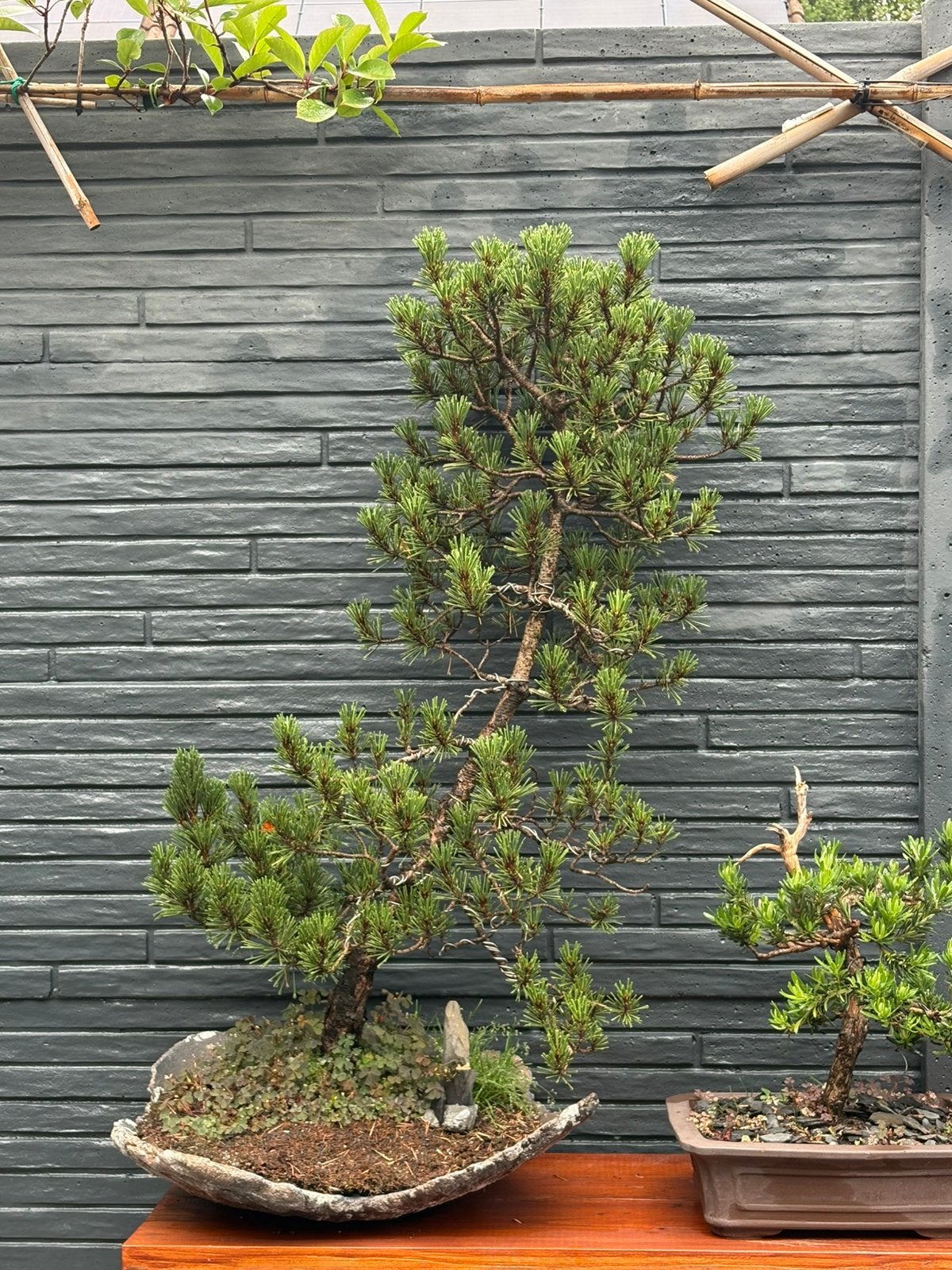 Bonsai pinus (prijswijziging!!), Ophalen, Bloeit niet, Halfschaduw, Overige soorten