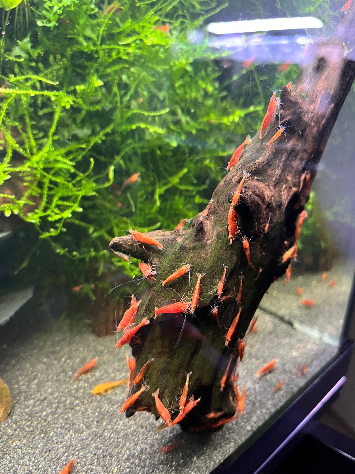 Hoge kwaliteit vuurgarnalen / aquariumvissen, Kreeft, Krab of Garnaal, Zoetwatervis, Schoolvis