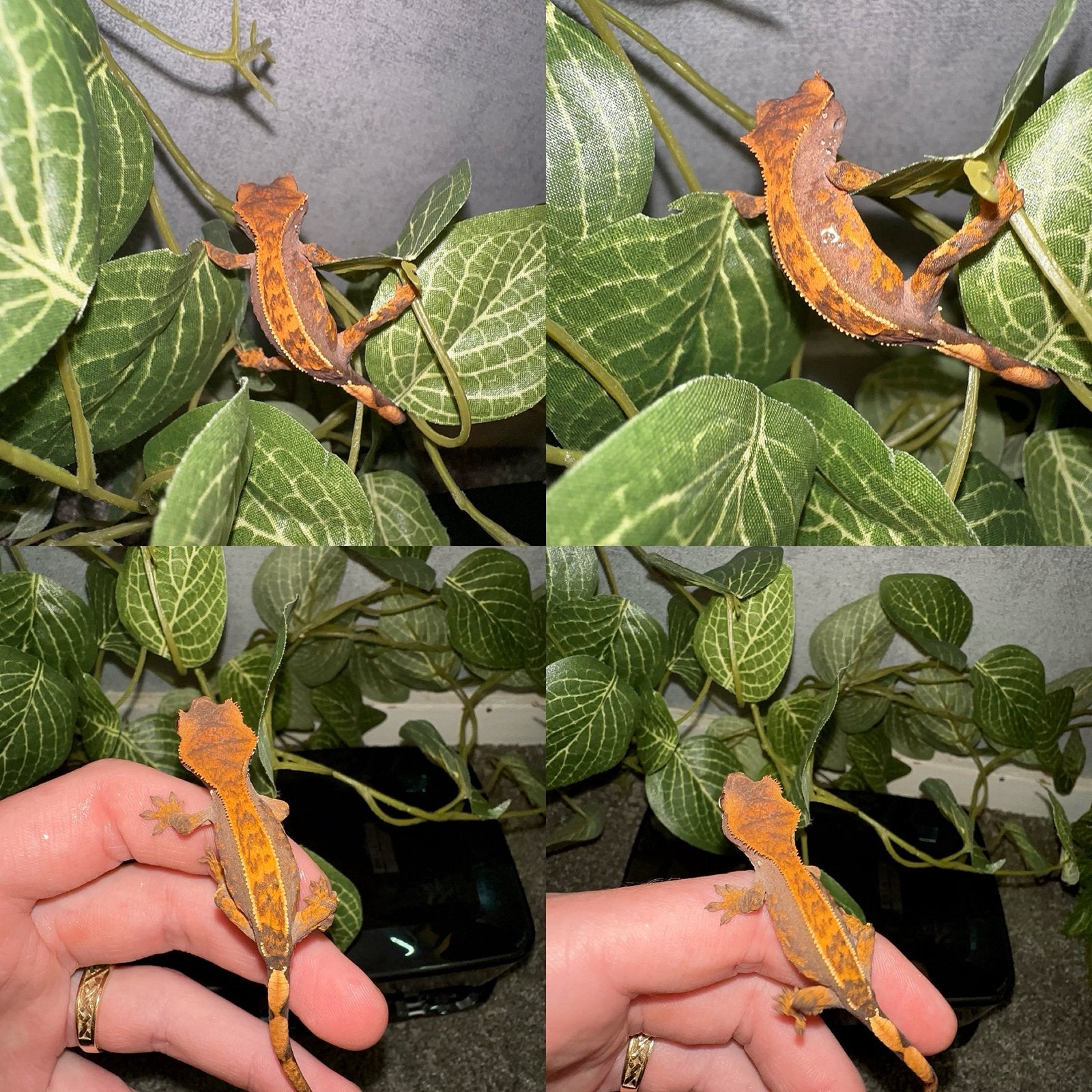 Wimpergekko baby, Hagedis, Tam, 0 tot 2 jaar