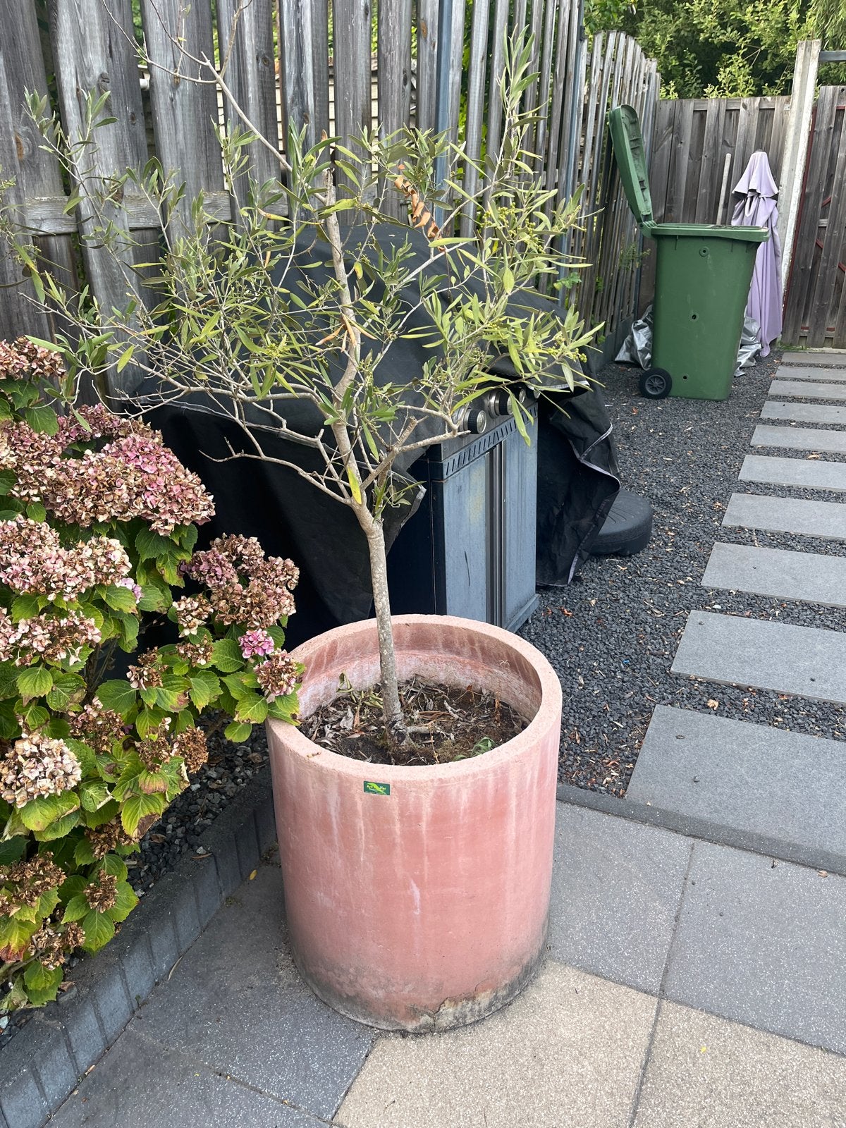 Olijfboom in beton pot - Mediterrane sfeer voor uw tuin, Volle zon, Vaste plant, Bloeit niet, Ophalen