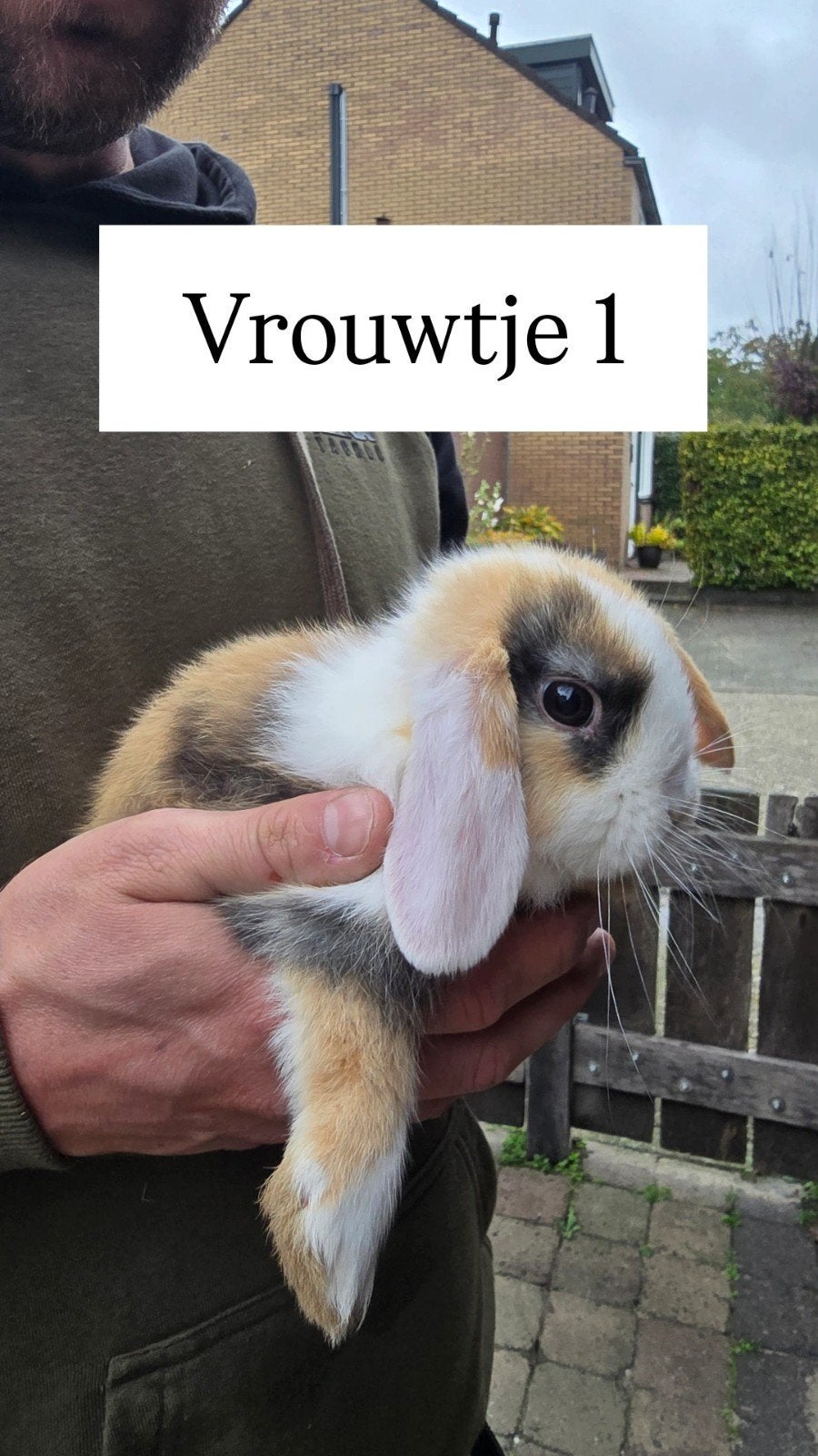 Nederlandse Dwerg Hangoren, Dieren en Toebehoren, Meerdere dieren, Middelgroot, Hangoor, 0 tot 2 jaar