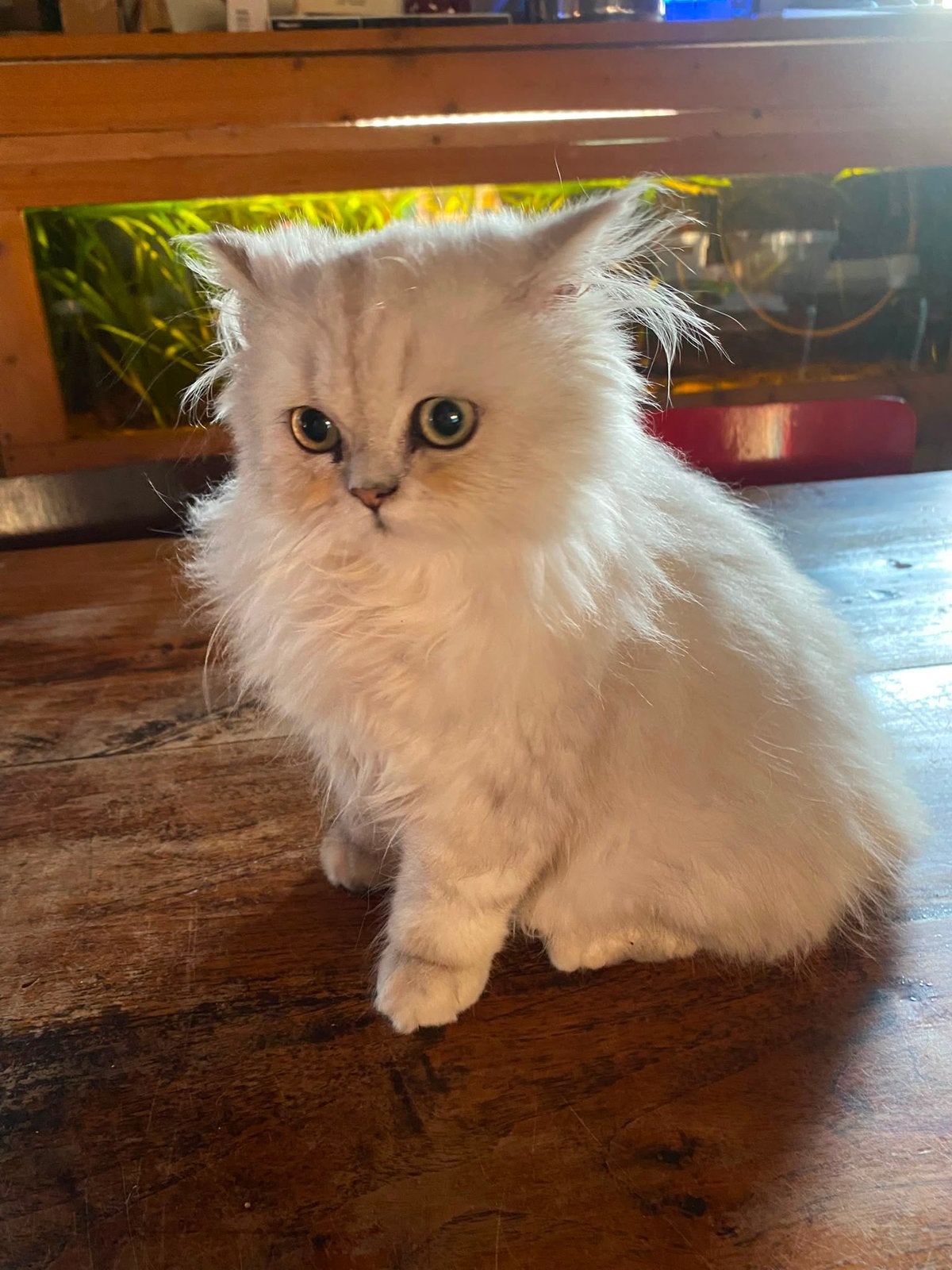 Kittens Pers, Poes, Ontwormd