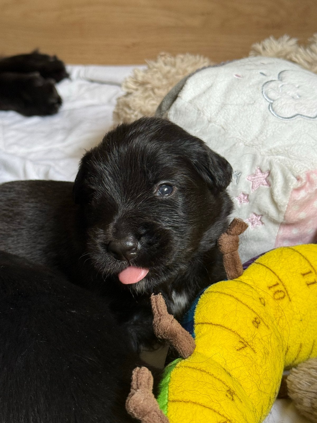 7 Prachtige Pups zoeken straks een liefdevol thuis!, 8 tot 15 weken, Groot, Meerdere, Meerdere dieren