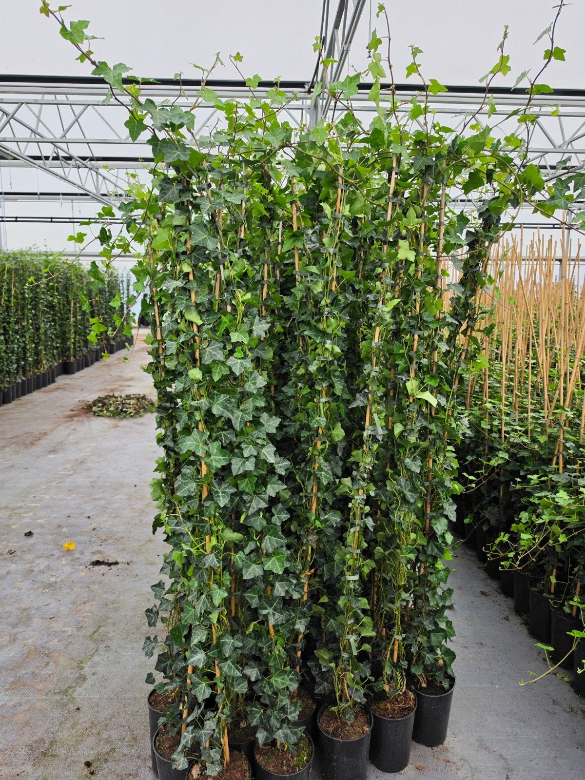 hedera hibernica, Ophalen of Verzenden, Bloeit niet, Klimplanten, Halfschaduw