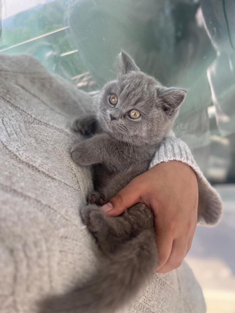 Britse kort haar kittens leuke kleuren, Dieren en Toebehoren, Meerdere dieren, Ontwormd, 0 tot 2 jaar