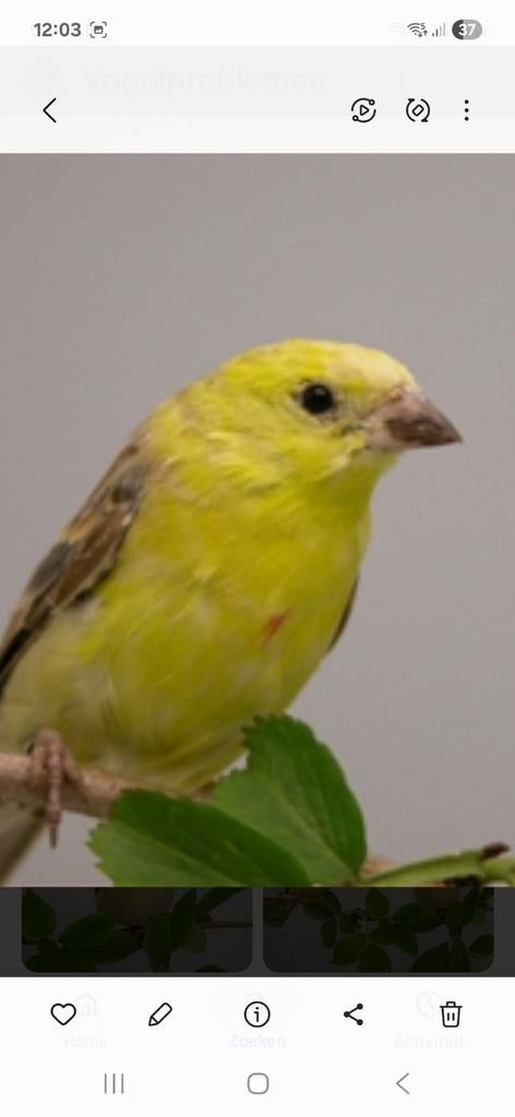 Bruinrug goudmussen, Dieren en Toebehoren, Vogels | Overige Vogels, Meerdere dieren, Geringd