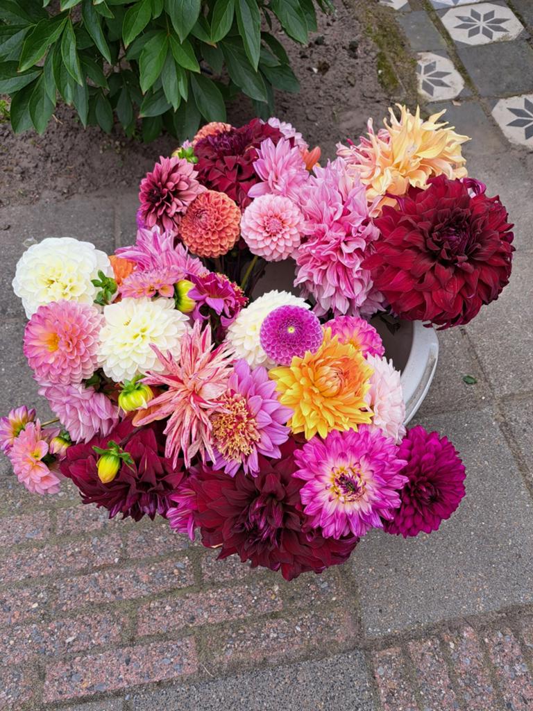 Diverse dahliaknollen. Soort is onbekend., Tuin en Terras, Bloembollen en Zaden, Ophalen of Verzenden, Volle zon
