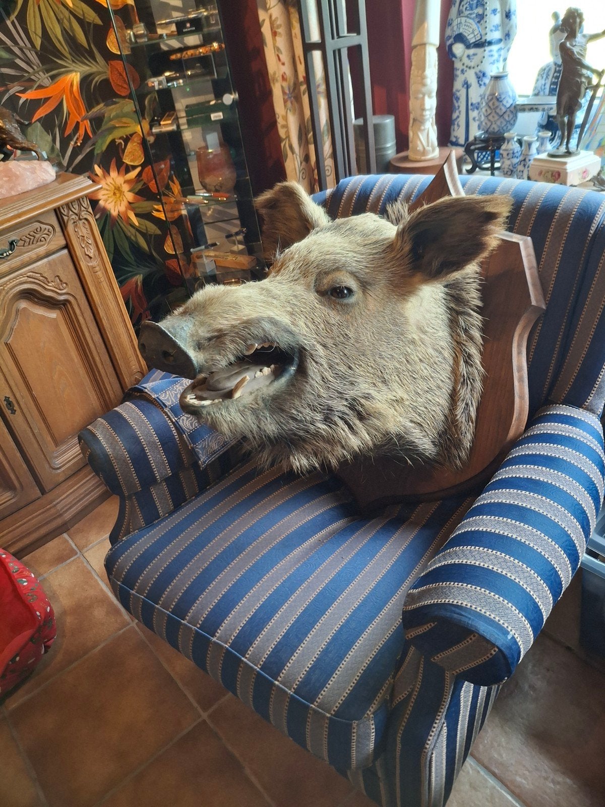 Groot zwijnen kop, Verzamelen, Dierenverzamelingen, Ophalen, Hert, Gewei of Kop