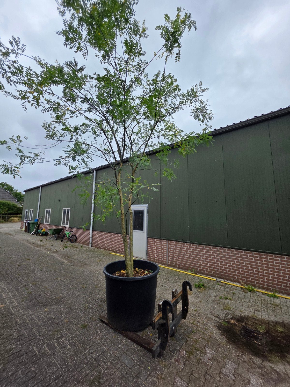 xxxl muumeestammige Sophora Japonica 400- 500, Tuin en Terras, Ophalen of Verzenden, In pot, Halfschaduw, Overige soorten
