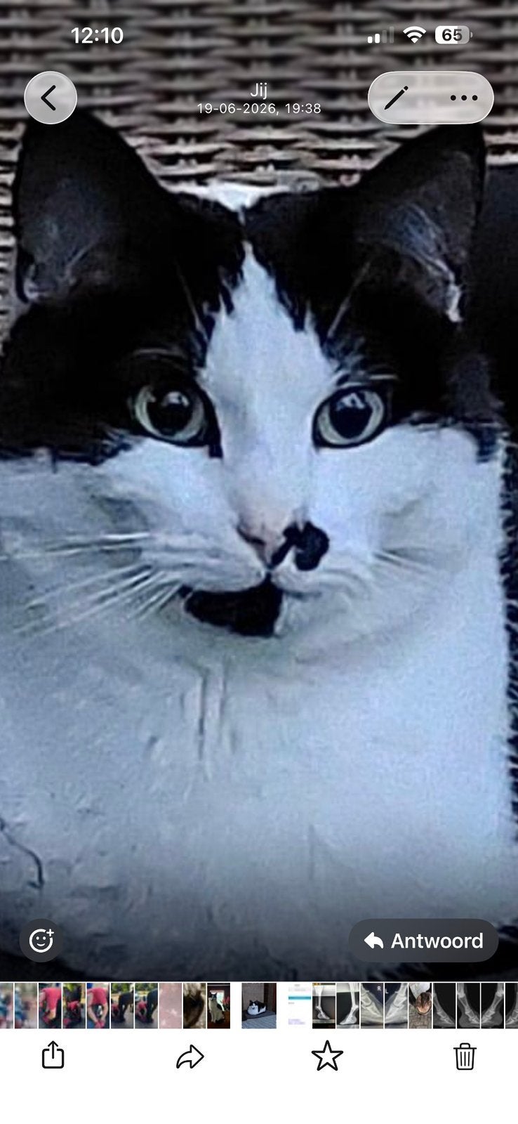 Gezocht vermist, Dieren en Toebehoren, Kat