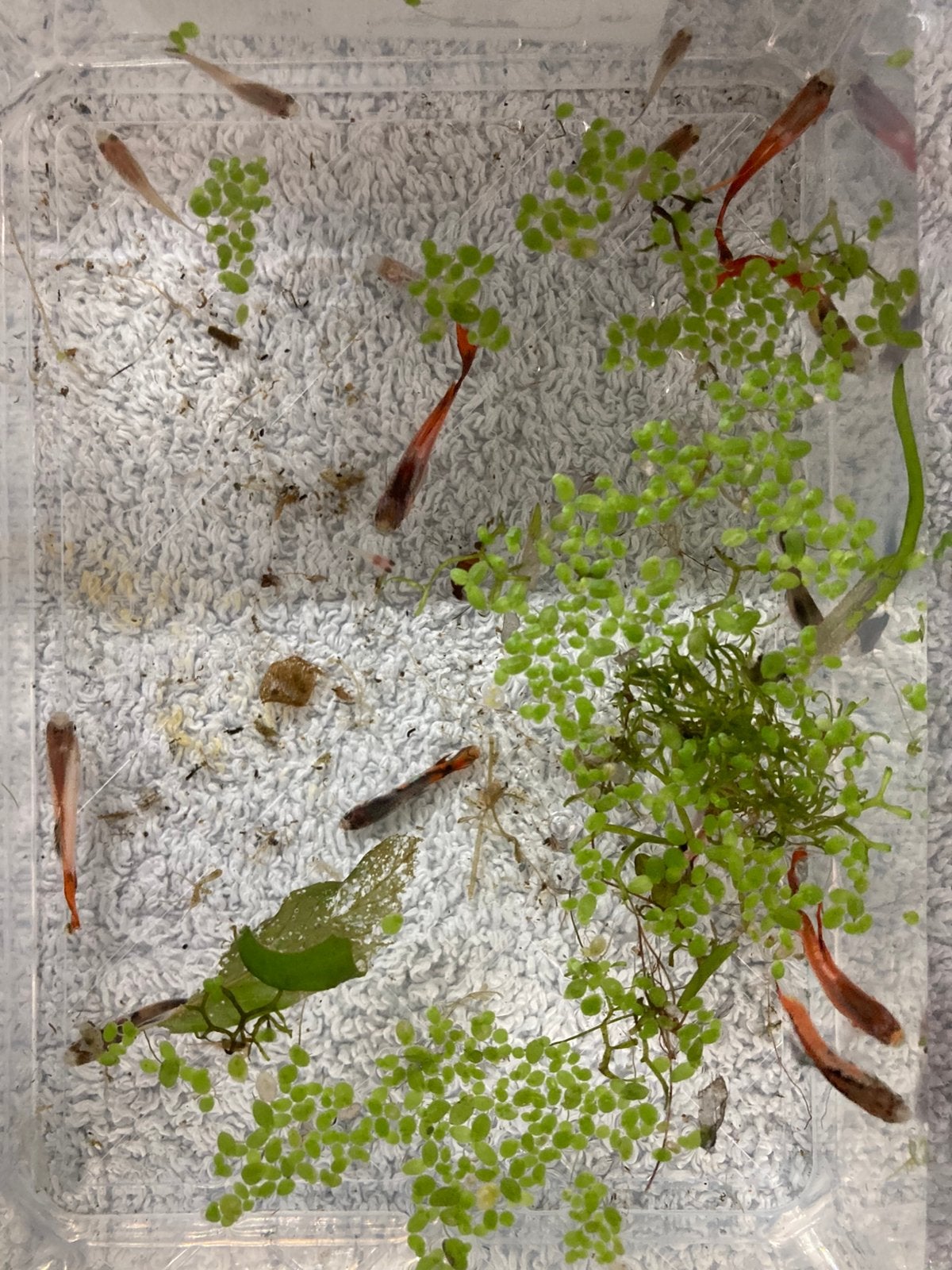 Gratis guppies en algeneters, Dieren en Toebehoren, Vissen | Aquariumvissen, Vis
