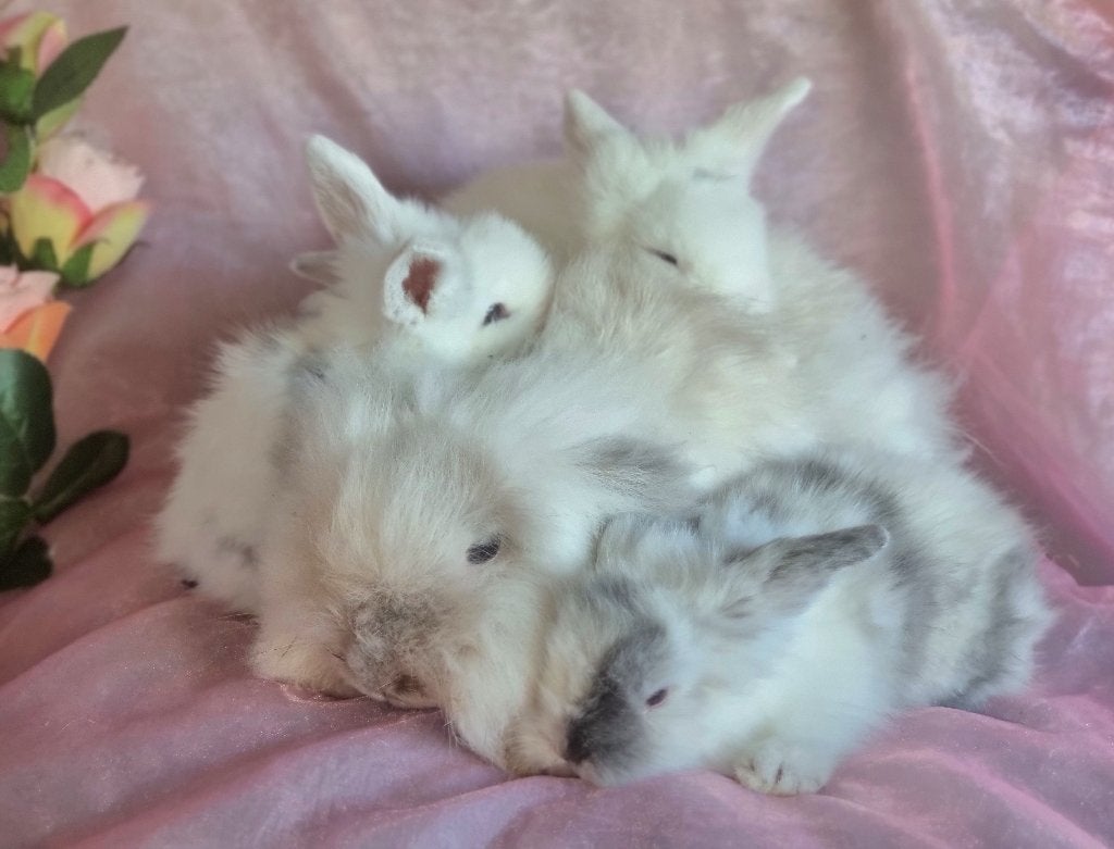 Teddywidder dwerghangoor baby konijntjes, Dieren en Toebehoren, Meerdere dieren, Dwerg