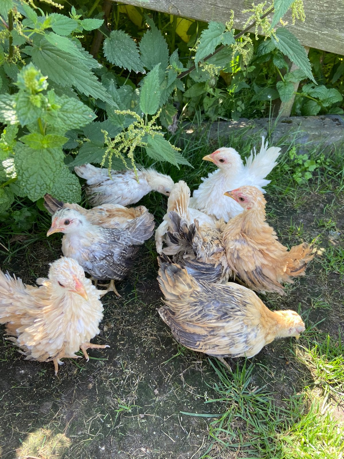 Jonge serama hennen vanaf €12,50 per stuk, Mannelijk, Kip