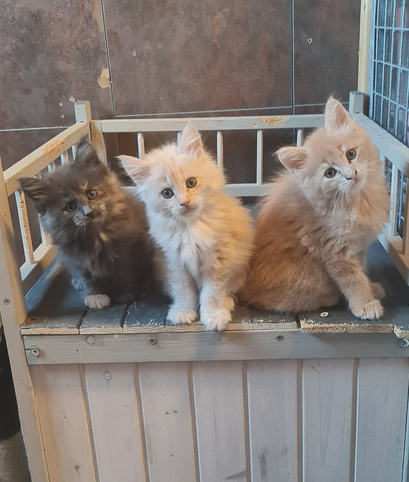 Main coon kittens, Meerdere dieren, Gechipt