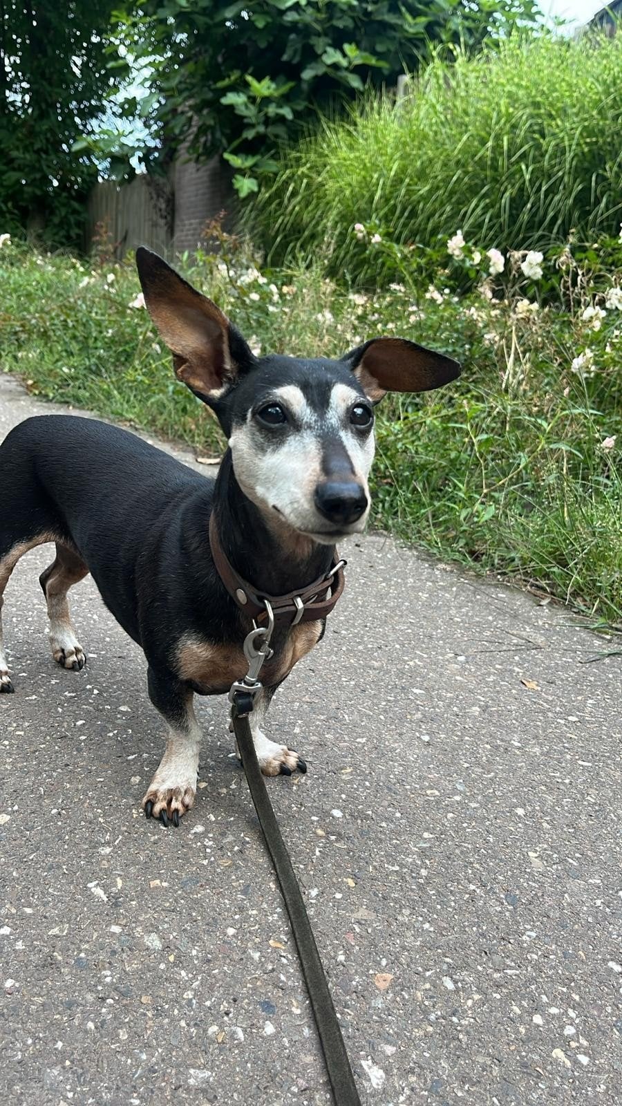 Teckeltje zoekt nieuw thuis, Dieren en Toebehoren, Honden | Niet-rashonden, 6 jaar of ouder, Teef, Eén hond, Nederland