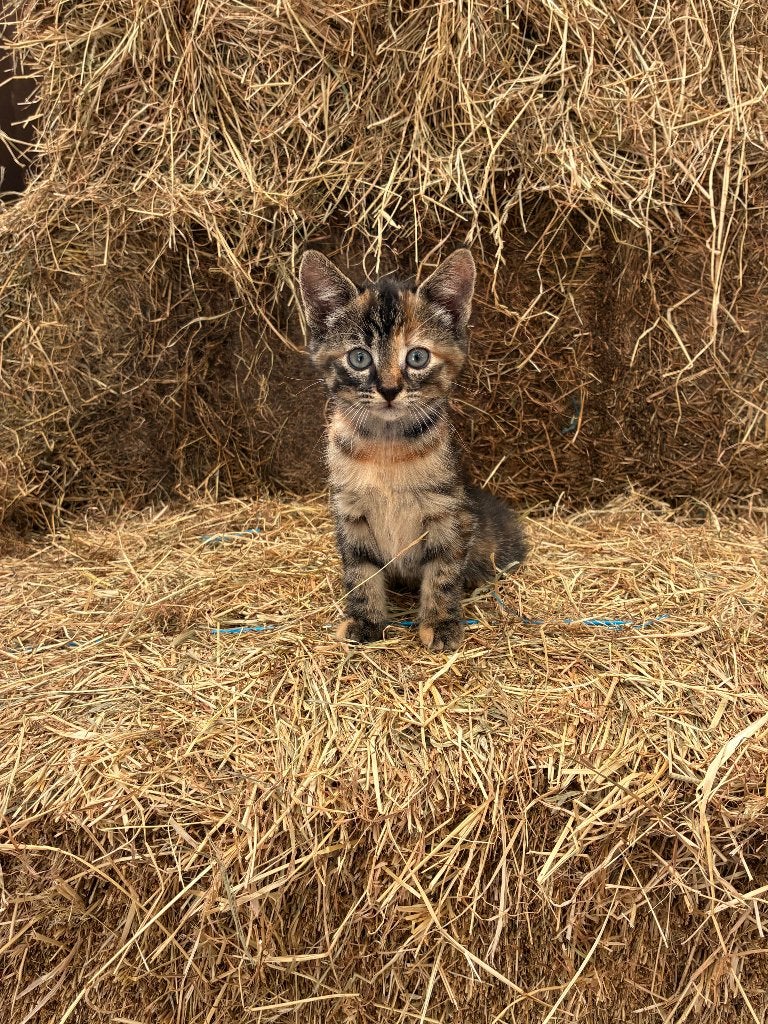 Mooie 3-kleurige kittens te koop, type schildpad/tortie, Dieren en Toebehoren, Katten en Kittens | Overige Katten, Poes, Kortharig