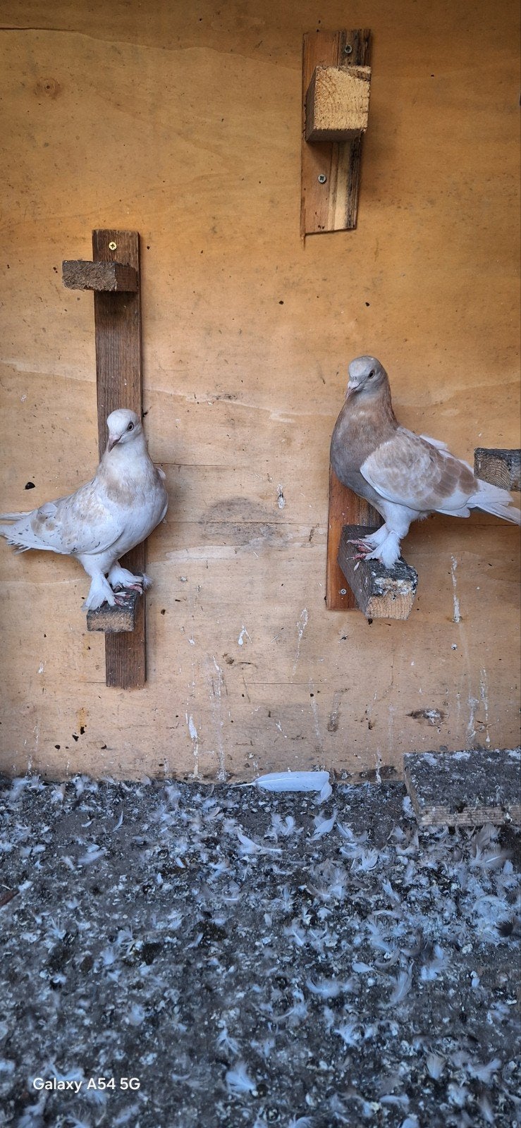 takla, Dieren en Toebehoren, Meerdere dieren
