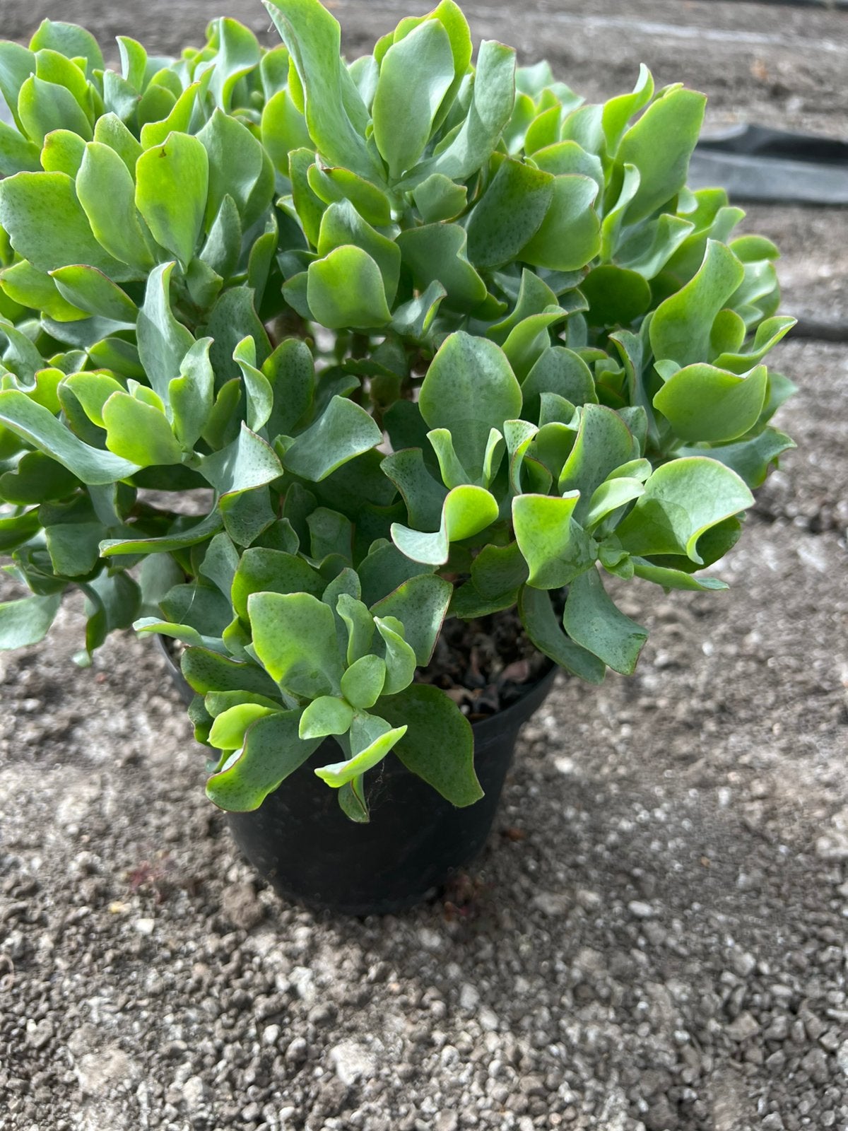 Crassula ripple jade pot17, Ophalen of Verzenden, Halfschaduw, Minder dan 100 cm
