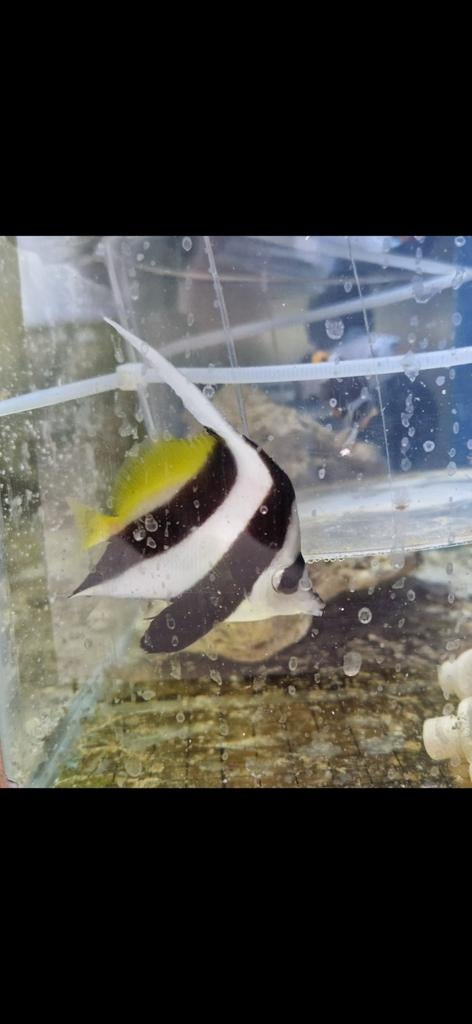 Heniochus Acuminatus vlindervis zeeaquarium, Vis, Zoutwatervis