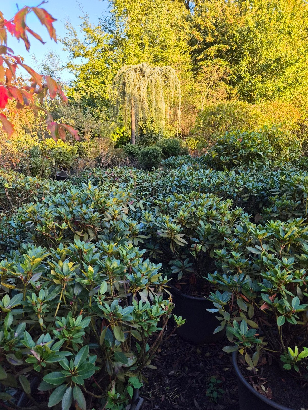 Rhododendron Kokardia Lila - 70-80cm, Vaste plant, Halfschaduw, Lente, Ophalen