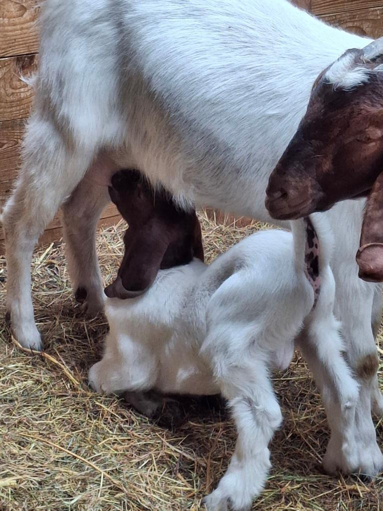 Boergeit met boklam, Dieren en Toebehoren, Schapen, Geiten en Varkens, Vrouwelijk, Geit, 0 tot 2 jaar