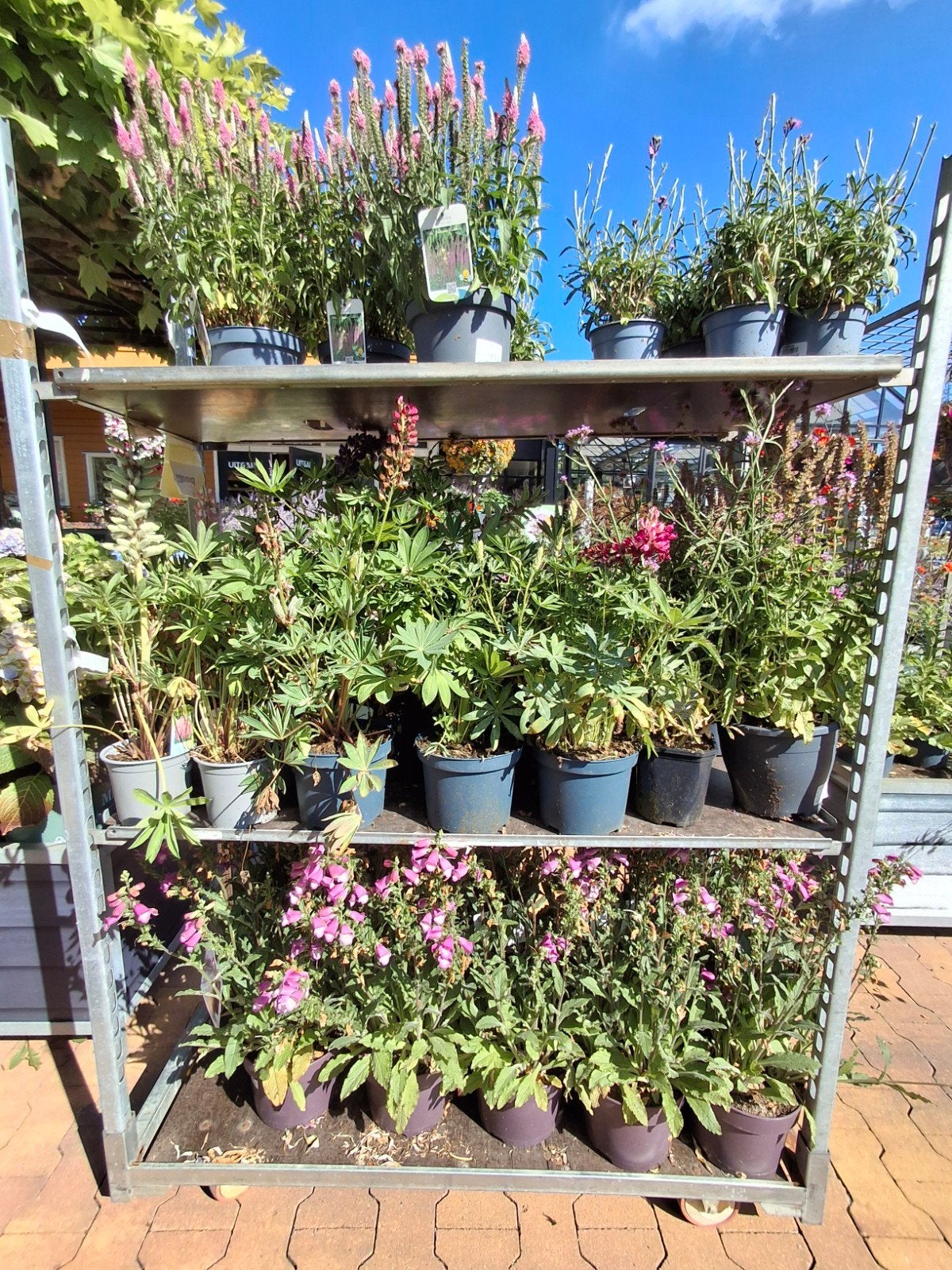 2 karren vol vaste planten: Digitalis, Salvia, etc, Ophalen, Overige soorten, Volle zon