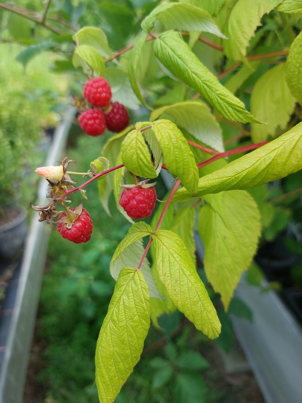 Fruitstruiken Blauwe bes/ frambozen/ bramenstruik, Ophalen, Minder dan 100 cm, Overige soorten, Volle zon
